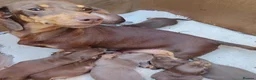 Dachshund dogs for sale: Pra Clear Minature Daushaund Puppies  - Advert 2