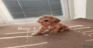 Cockapoo dogs - Advert 13