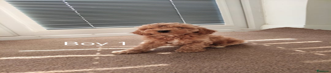 Cockapoo Puppy 1
