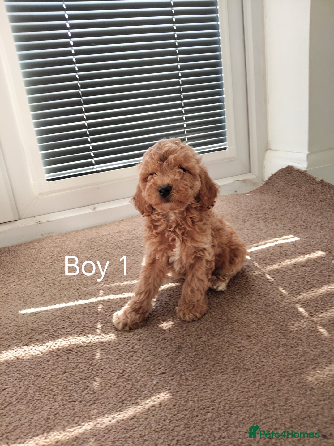 Cockapoo dogs for sale: Stunning toy Cockapoo puppies for sale  - Image 2