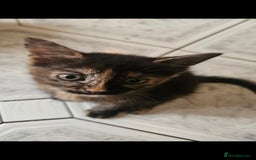 Mixed Breed cats for sale: Beautiful kittens  - Image 36