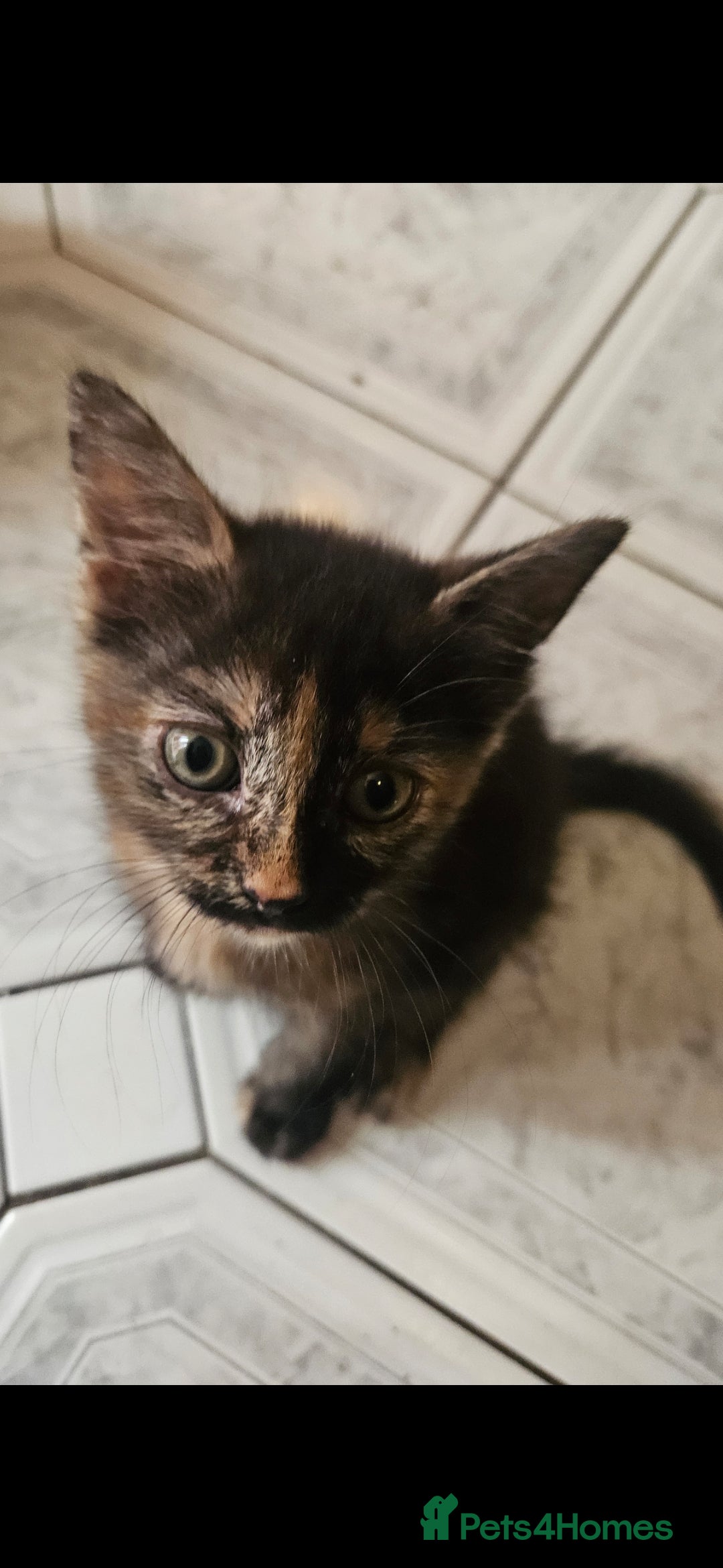 Mixed Breed cats for sale: Beautiful kittens  - Image 36