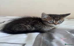 Mixed Breed cats for sale: Maine Coon Cross Kittens  - Image 15