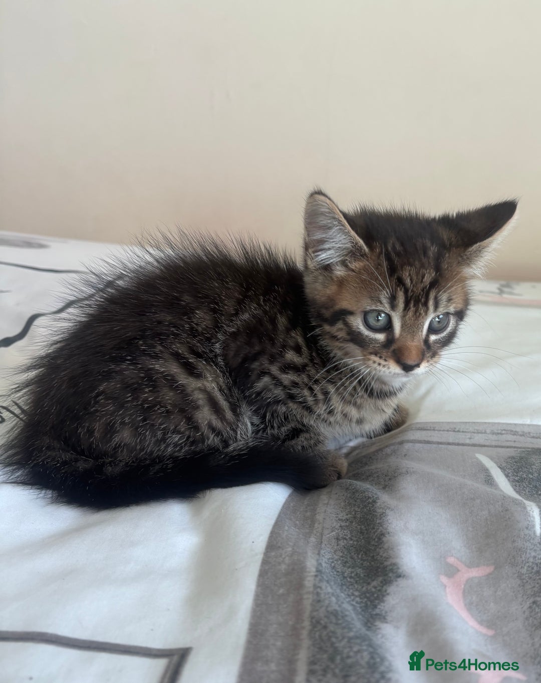 Mixed Breed cats for sale: Maine Coon Cross Kittens  - Image 15