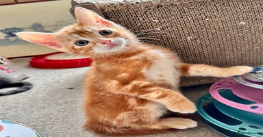 Mixed Breed cats - Advert 10