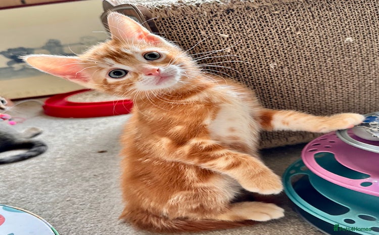 Mixed Breed cats - Advert 2