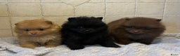 Pomeranian dogs for sale: 3 little Pom-bear pups  - Advert 3