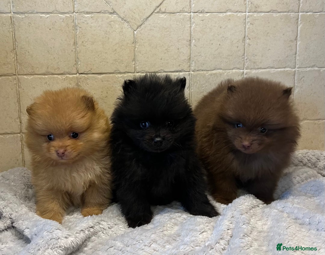 Pomeranian dogs for sale: 3 little Pom-bear pups  - Advert 3
