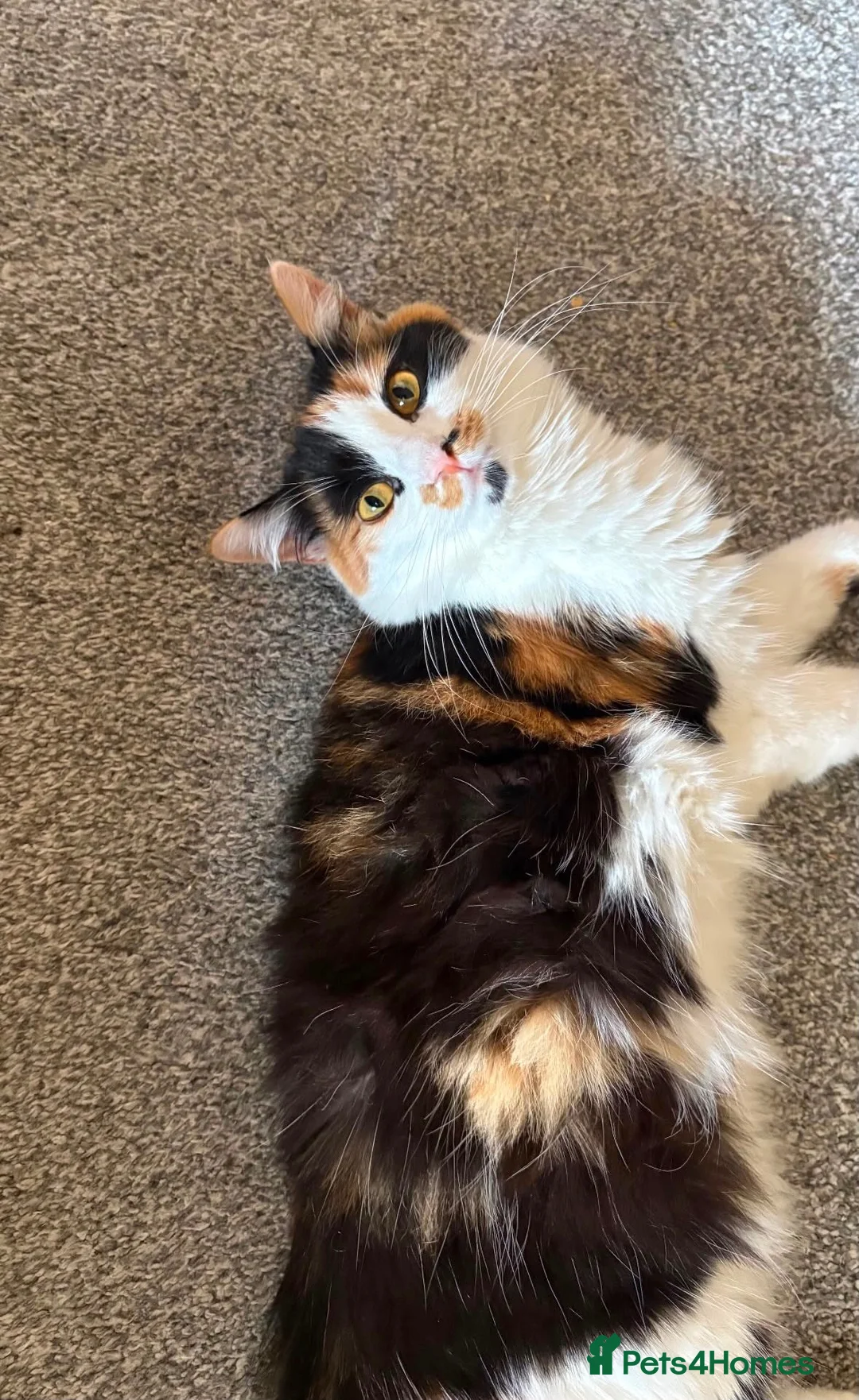 Mixed Breed cats for sale: Beautiful litter of kittens  - Advert 18