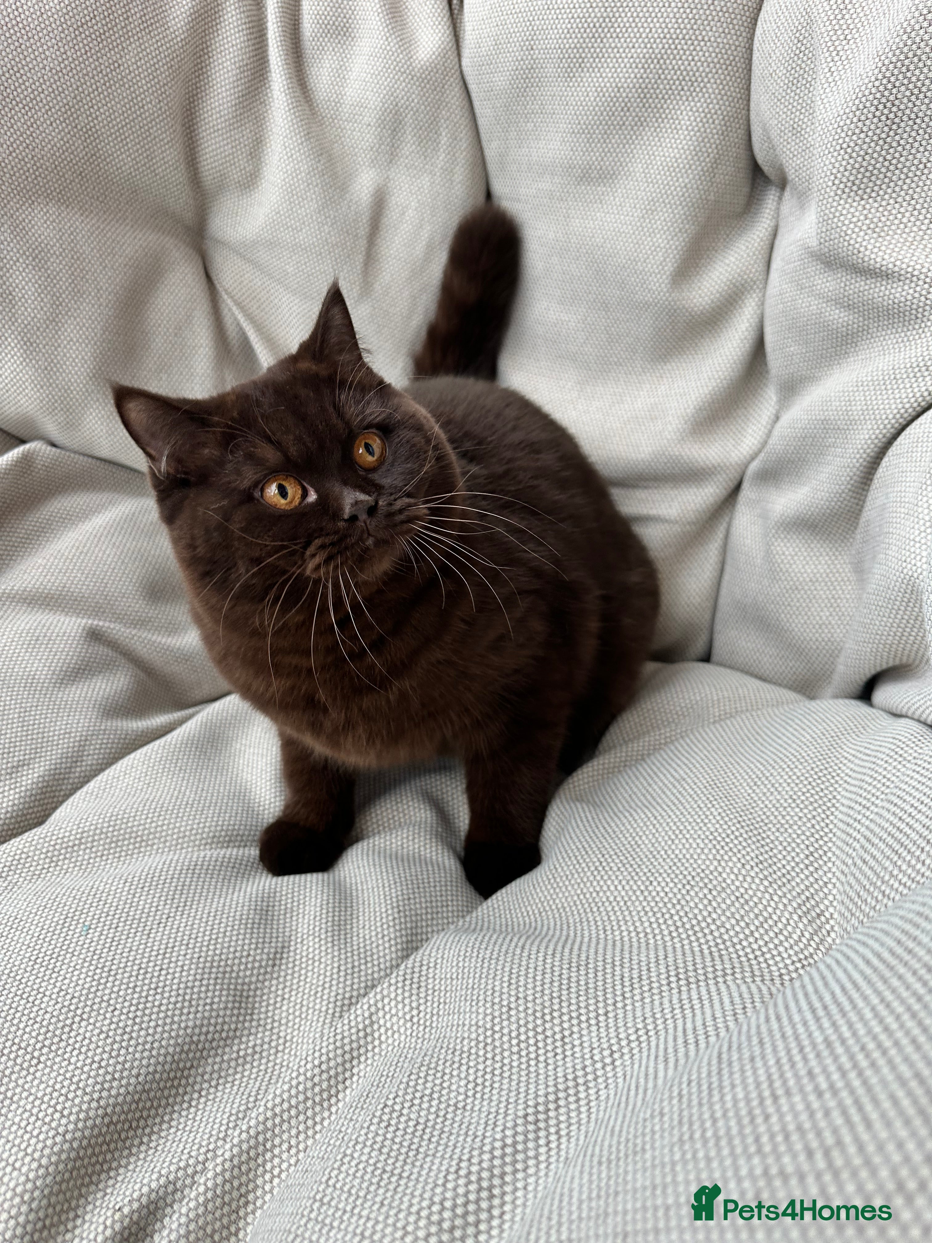 British Shorthair cats Ready British Shorthair Chunky Kittens - Advert 12