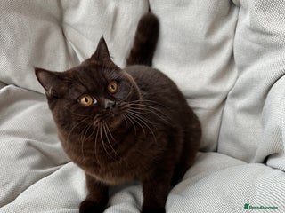 British Shorthair cats Ready British Shorthair Chunky Kittens - Advert 9