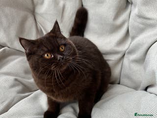 British Shorthair cats Ready British Shorthair Chunky Kittens - Advert 15