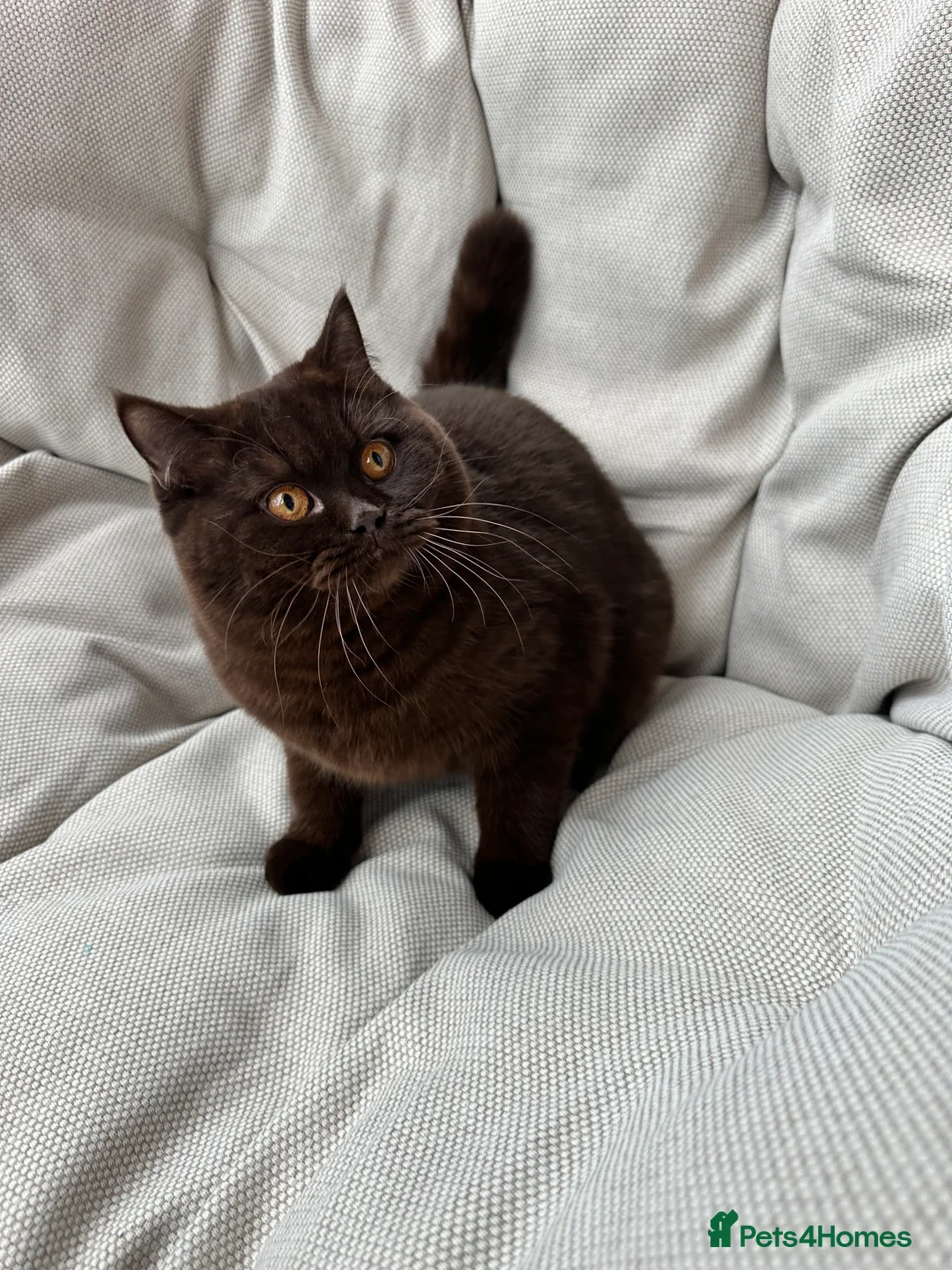 British Shorthair cats for sale: Ready British Shorthair Chunky Kittens - Advert 6