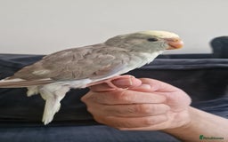 Parakeets birds for sale: Hand-reared Kakariki Chicks  - Image 9