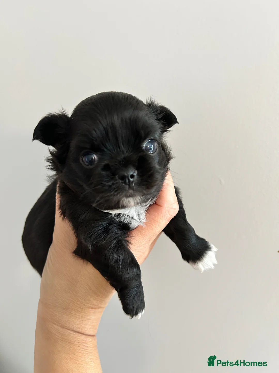 Chihuahua dogs for sale: KC LONG COAT MALE - Advert 1