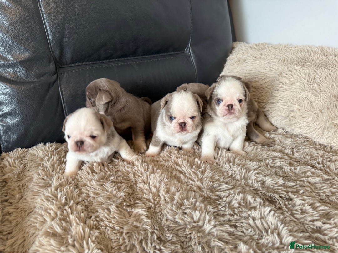 Pug dogs for sale: Stunning litter lilac tans and lilac tan pandas - Image 35