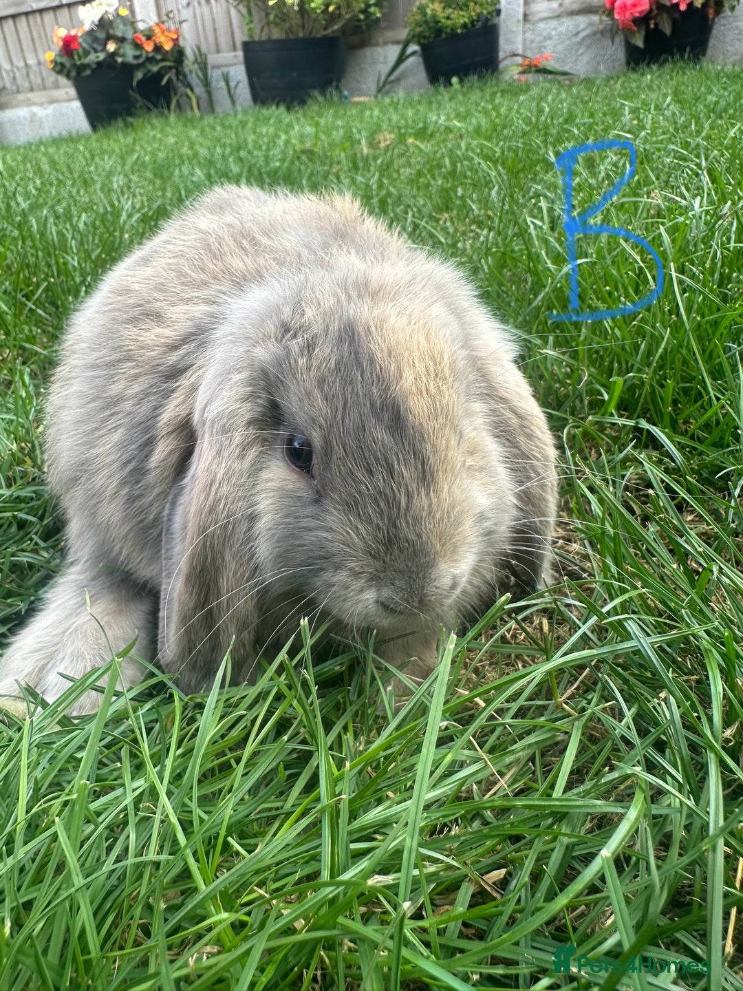 Mini Lop rabbits for sale: Mini Lop Rabbits For Sale  - Image 5