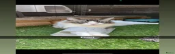 Ragdoll cats for sale: blue&lilac bi colour ragdolls   - Advert 23