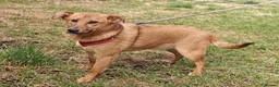 Mixed Breed dogs for adoption: ❤️🐶 YARA – THE GENTLEST LITTLE SOUL 🐶❤️ - Advert 21