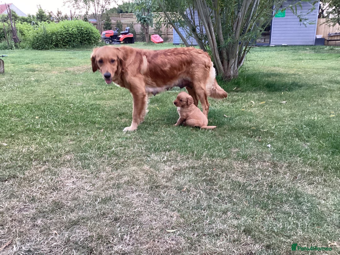Golden Retriever dogs for sale: Kc pedigree golden retrievers (fox red  in Malton - Image 19