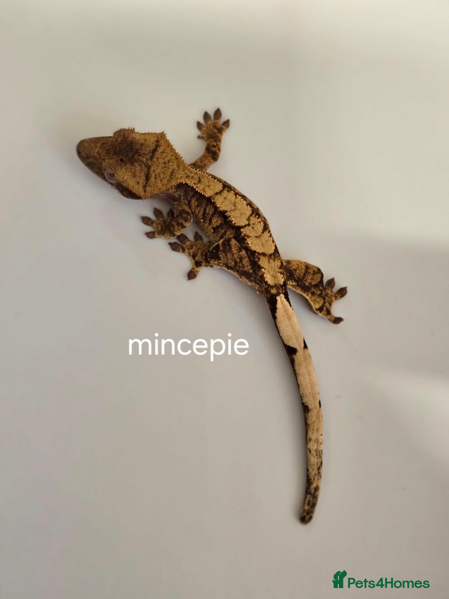 Gecko reptiles for sale: Baby Crested Geckos  - Advert 4