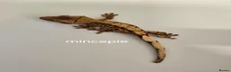 Gecko reptiles for sale: Baby Crested Geckos  - Advert 1
