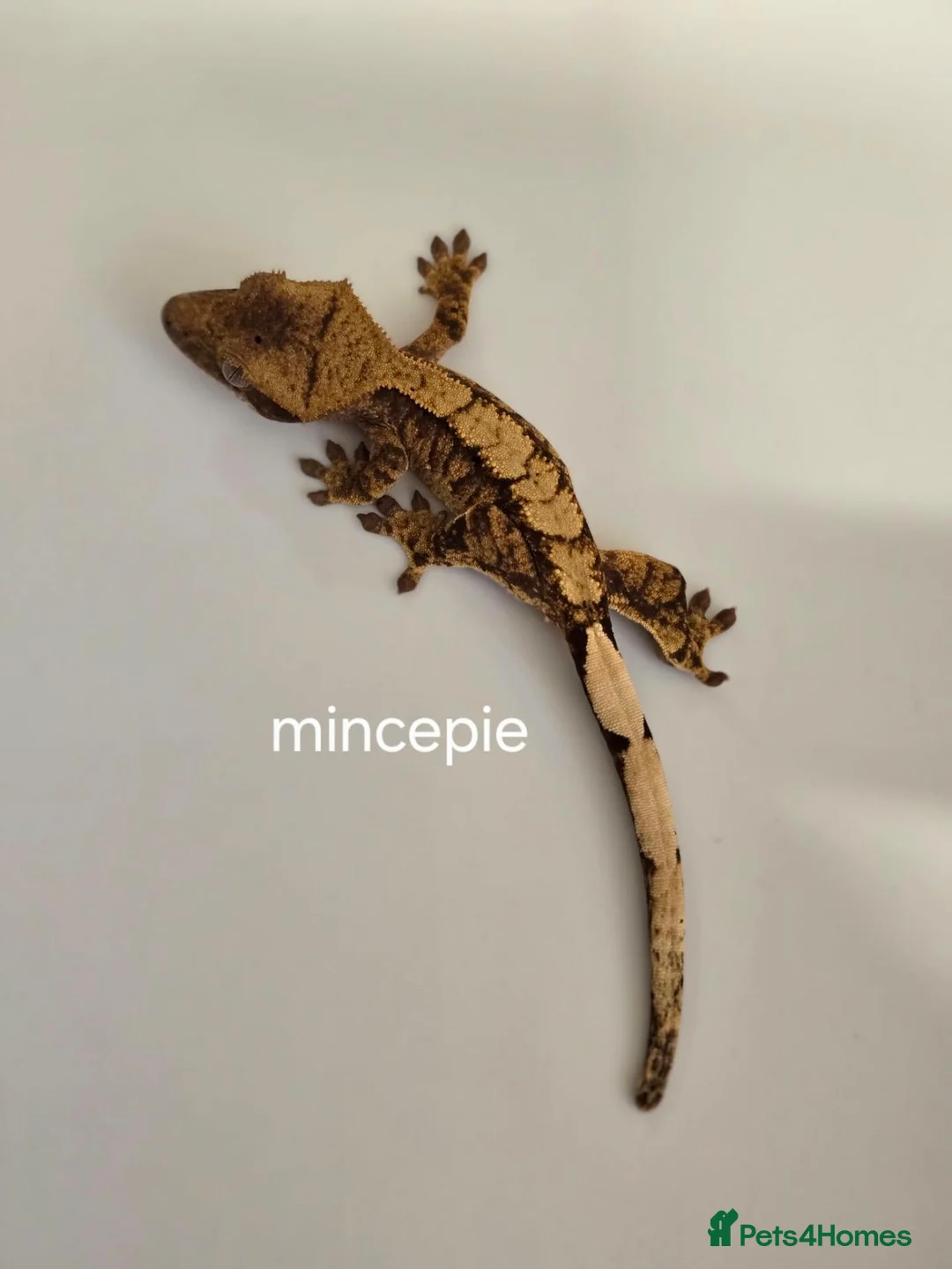 Gecko reptiles for sale: Baby Crested Geckos  - Advert 1