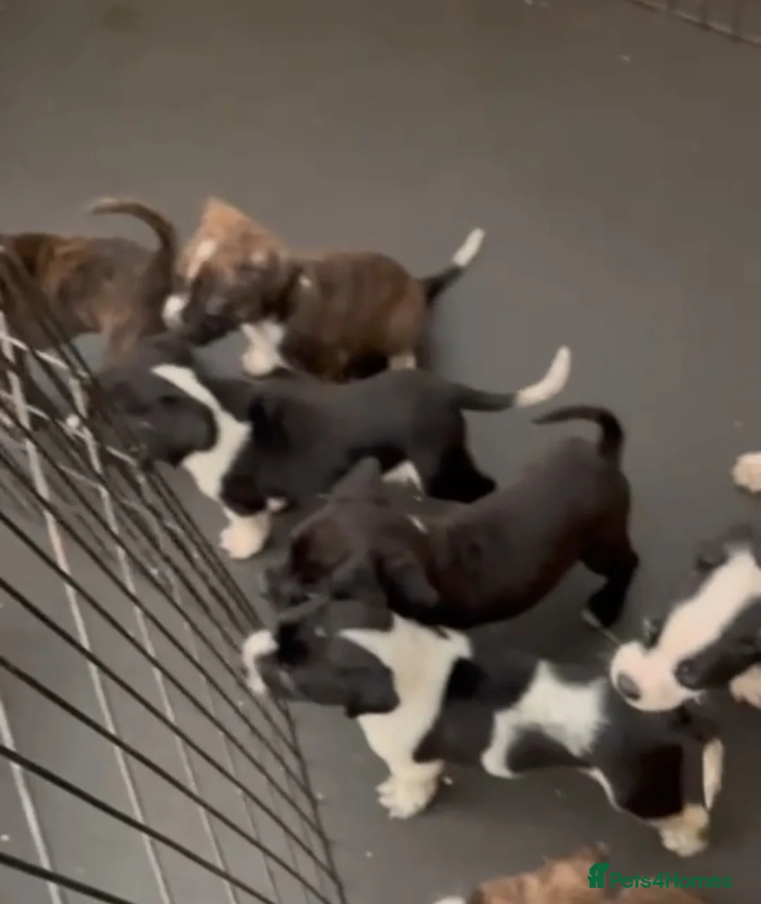 Staffordshire Bull Terrier dogs for sale: Staff puppies  in Chigwell - Advert 5