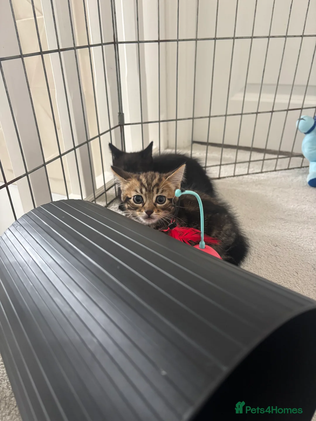 Brazilian Shorthair cats for sale: Beautiful Brazilian Shorthair Kittens - Advert 2