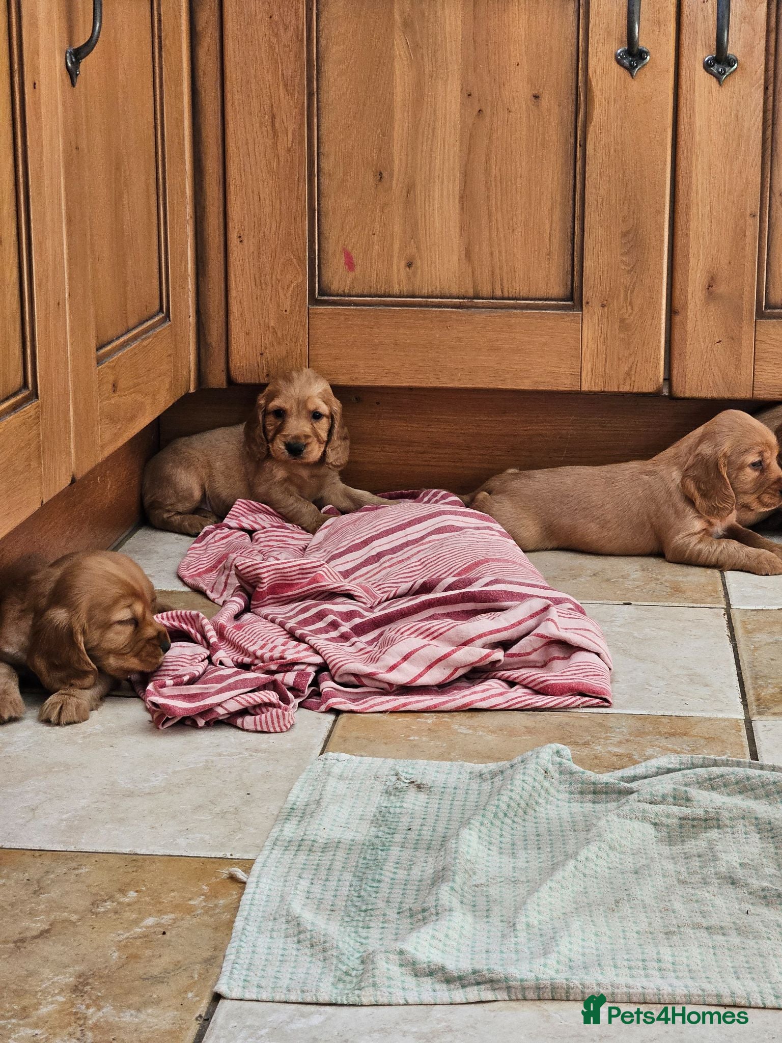 Cocker Spaniel dogs Gorgeous Cocker Spaniel Puppies - Advert 1