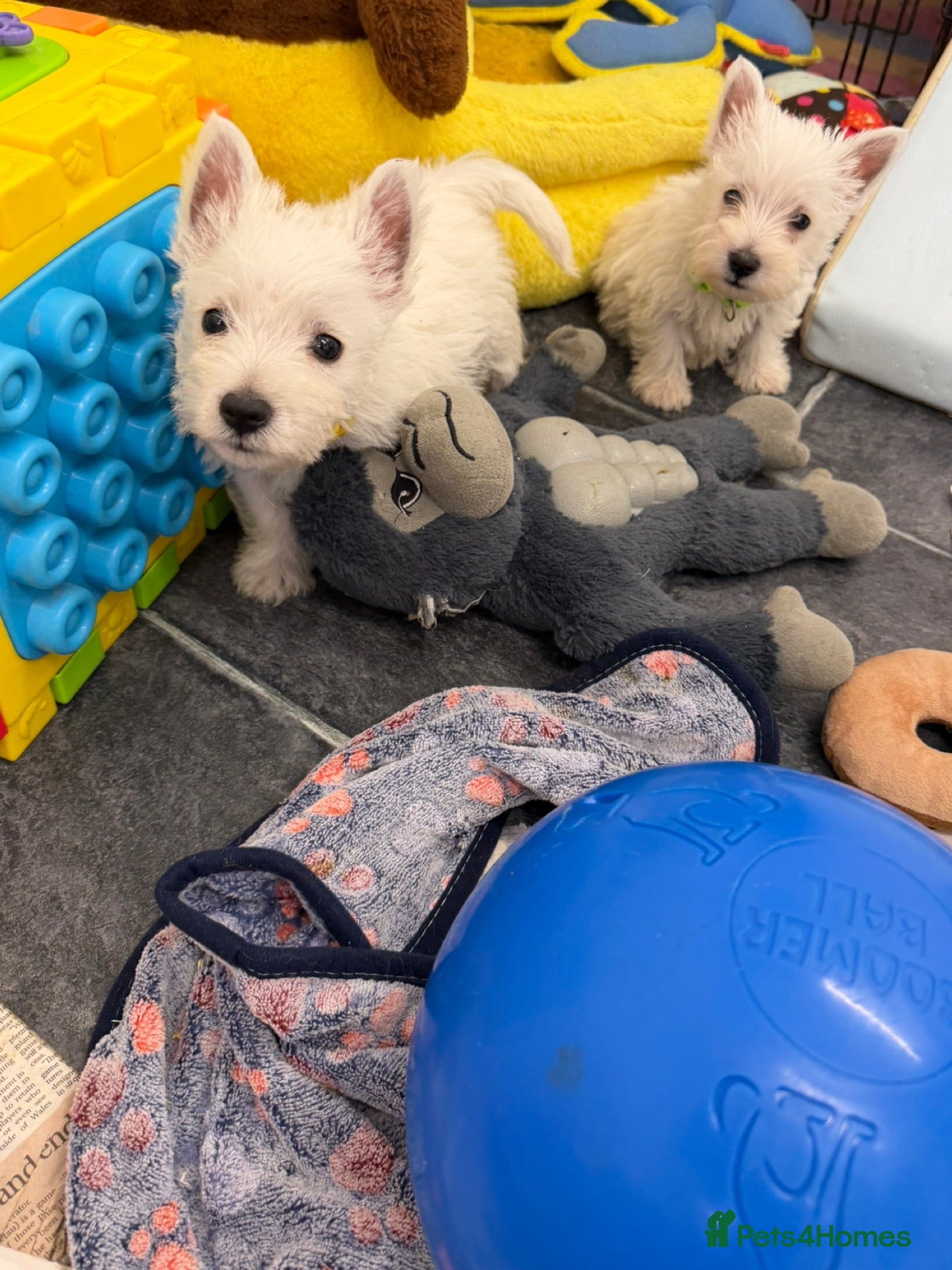 West Highland Terrier dogs West Highland Terrier Pups - Advert 2