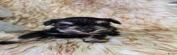Miniature Schnauzer dogs for sale: Georgous Black &Silver Boy - Advert 7
