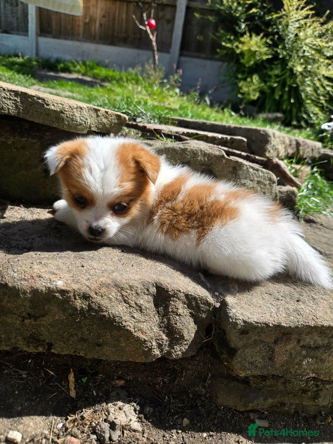 Mixed Breed dogs for sale: Beautiful last little girl - Advert 2