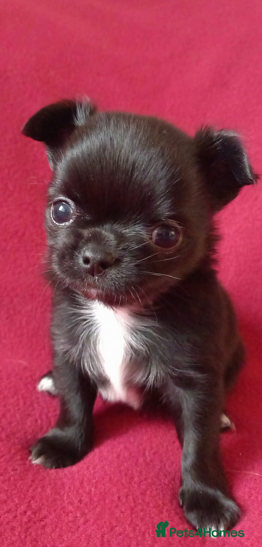 Chihuahua dogs for sale: ❤️‍🔥DNA tested parents❤️‍🔥LC 1Boys KC REG  - Advert 7