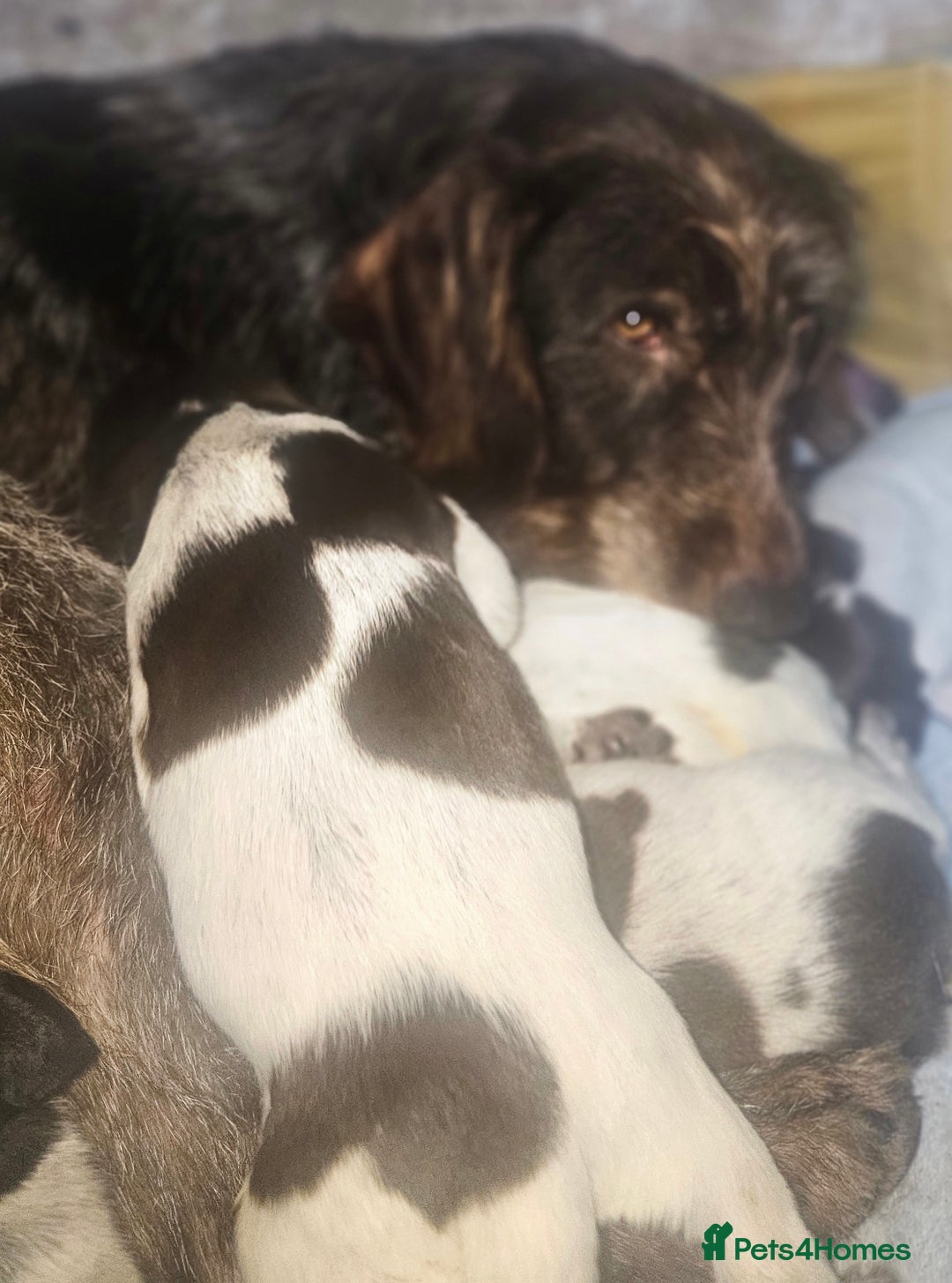 German Wirehaired Pointer dogs for sale: Female German Wirehaired pointer pup - Advert 10