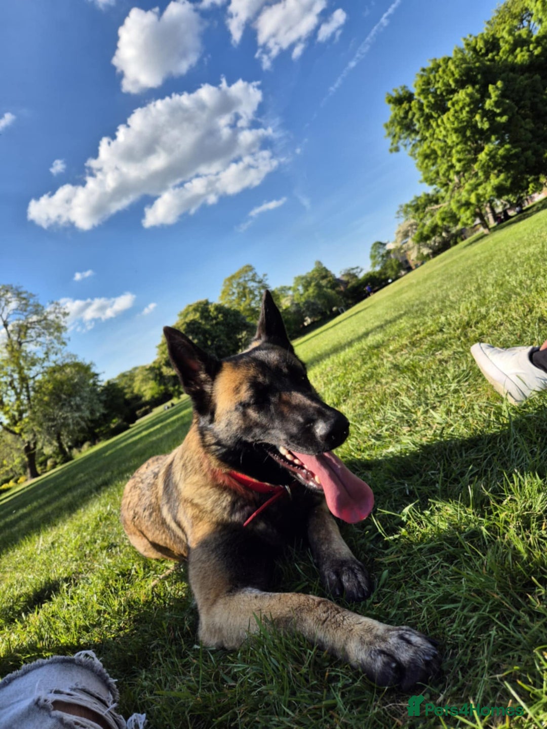 Mixed Breed dogs for sale: Malinois x German Shepherd  - Advert 4