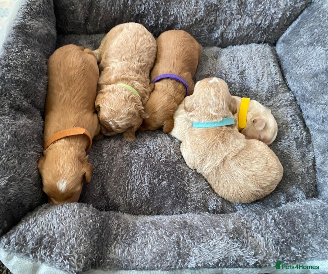 Maltipoo dogs for sale: DNA health tested maltipoo puppies  - Advert 2