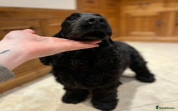 Cocker Spaniel dogs for sale: Retirement home  - Image 5