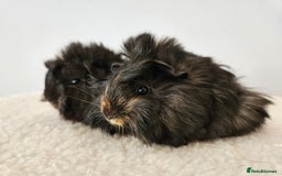 Guinea Pig rodents for sale: Baby female guinea pigs ready to reserve - Image 2