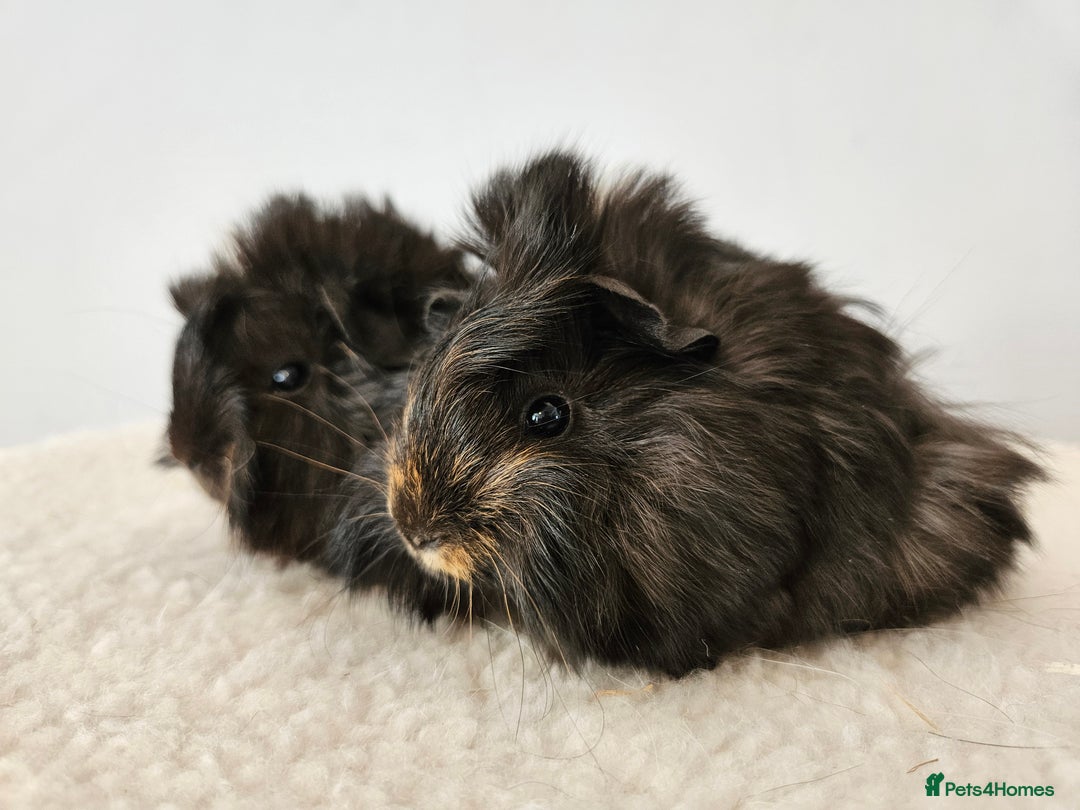 Guinea Pig rodents for sale: Baby female guinea pigs ready to reserve - Image 2