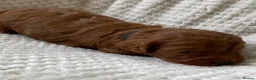 Cockapoo dogs for sale: DNA Clear 6 Gorgeous Dark Red F1 Cockapoo puppies - Advert 24