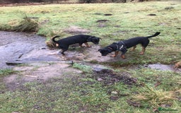 Rottweiler dogs for sale: 3 and a half year old Rottweiler - Image 12
