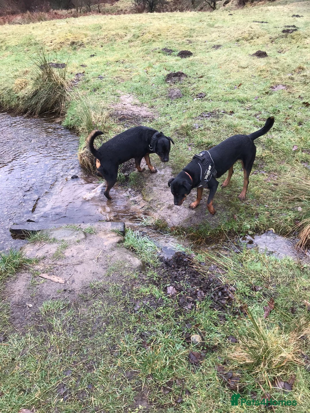 Rottweiler dogs for sale: 3 and a half year old Rottweiler - Image 12