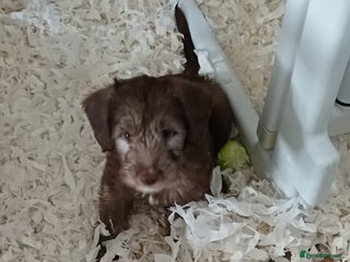 Mixed Breed dogs Cockapoo puppies only one boysleft - Advert 13
