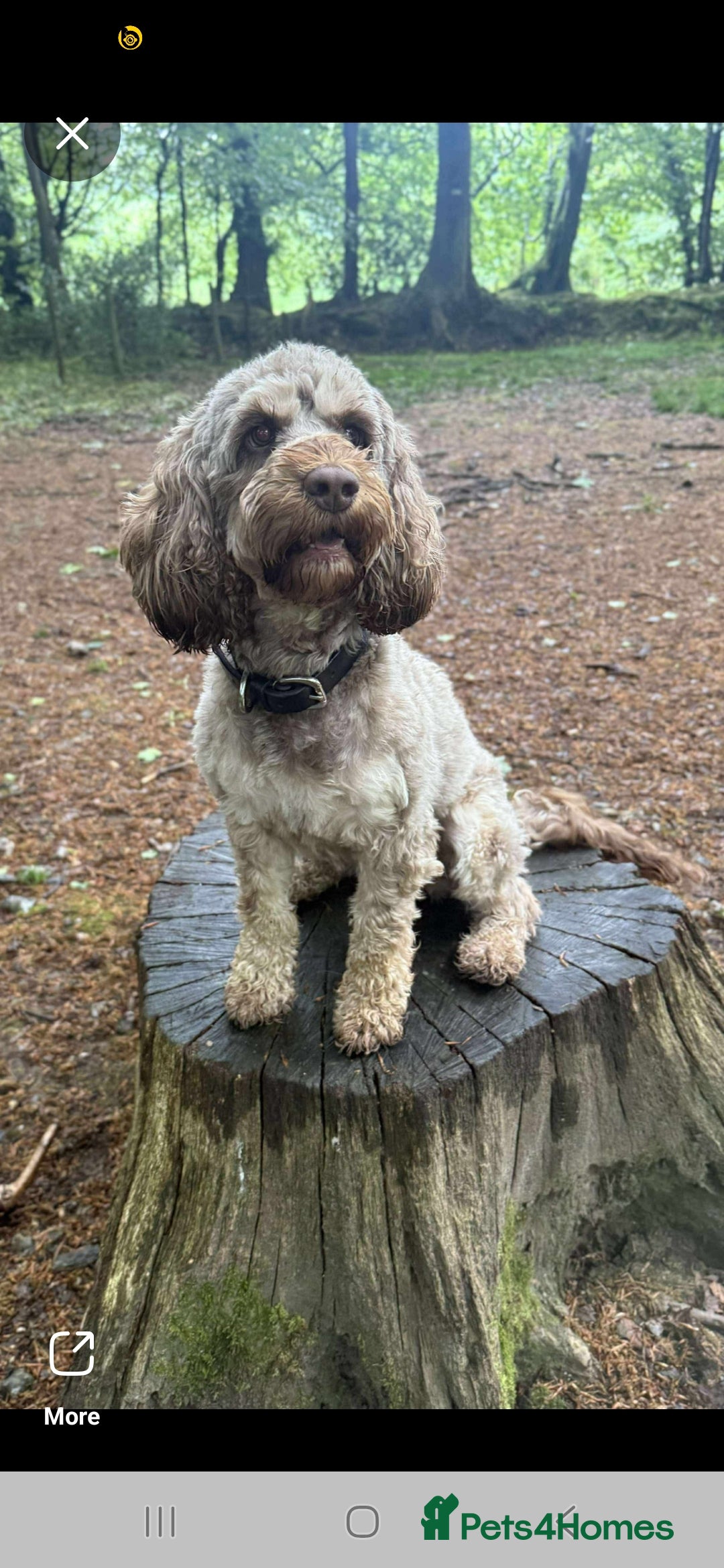Cockapoo dogs for sale: Beautiful Cockapoo puppies 🐶 😍  - Image 33