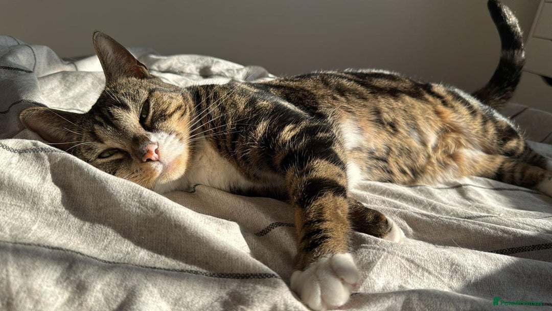 Mixed Breed cats for sale: URGENT: REHOMING NEEDED FOR MIXED BENGALS - Image 2