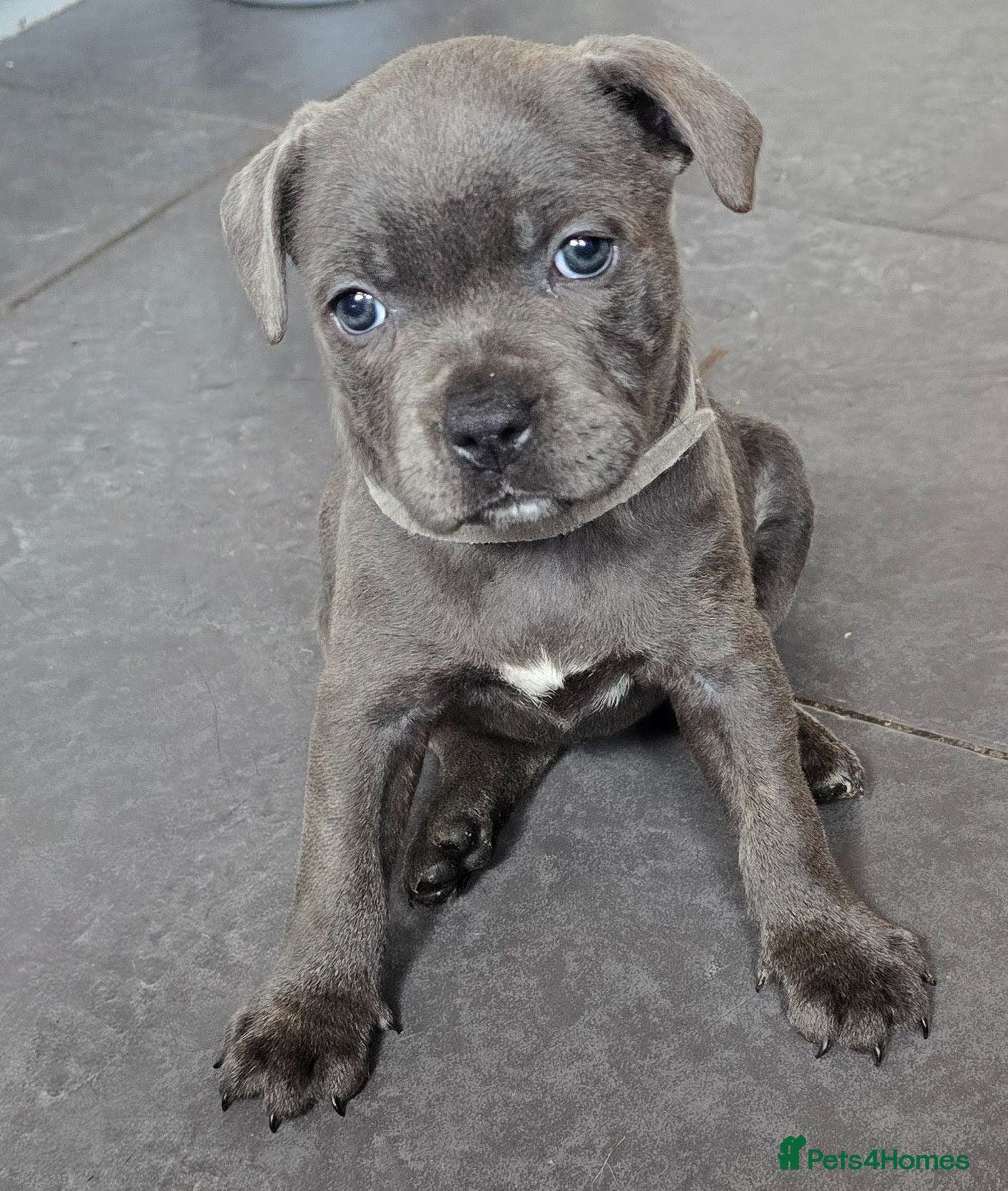 Staffordshire Bull Terrier dogs Stunning KC reg SBT BLUE PUPS - Advert 1