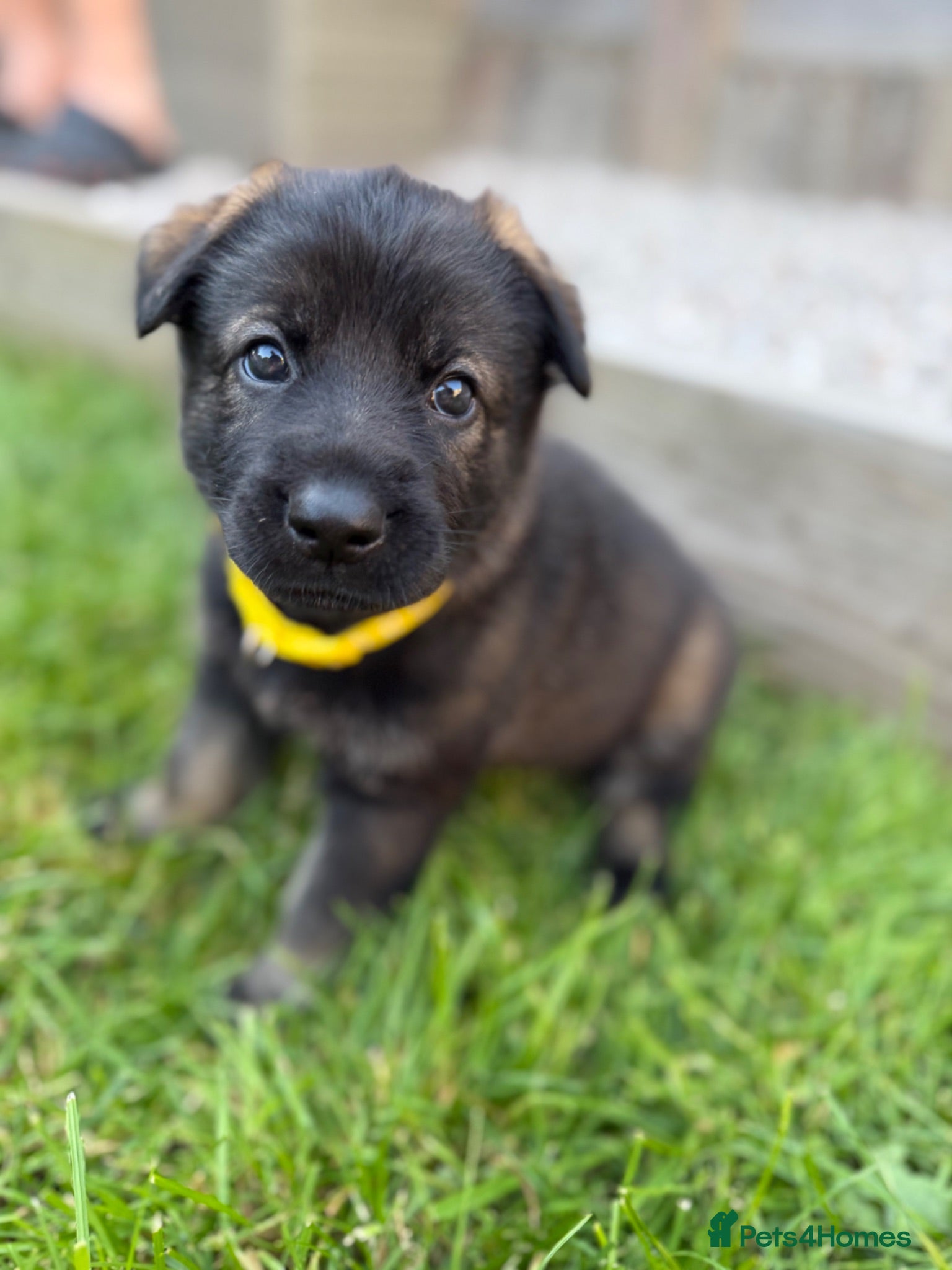 German Shepherd dogs 🐾 Working line German Shepherd puppies 🐾  - Advert 1