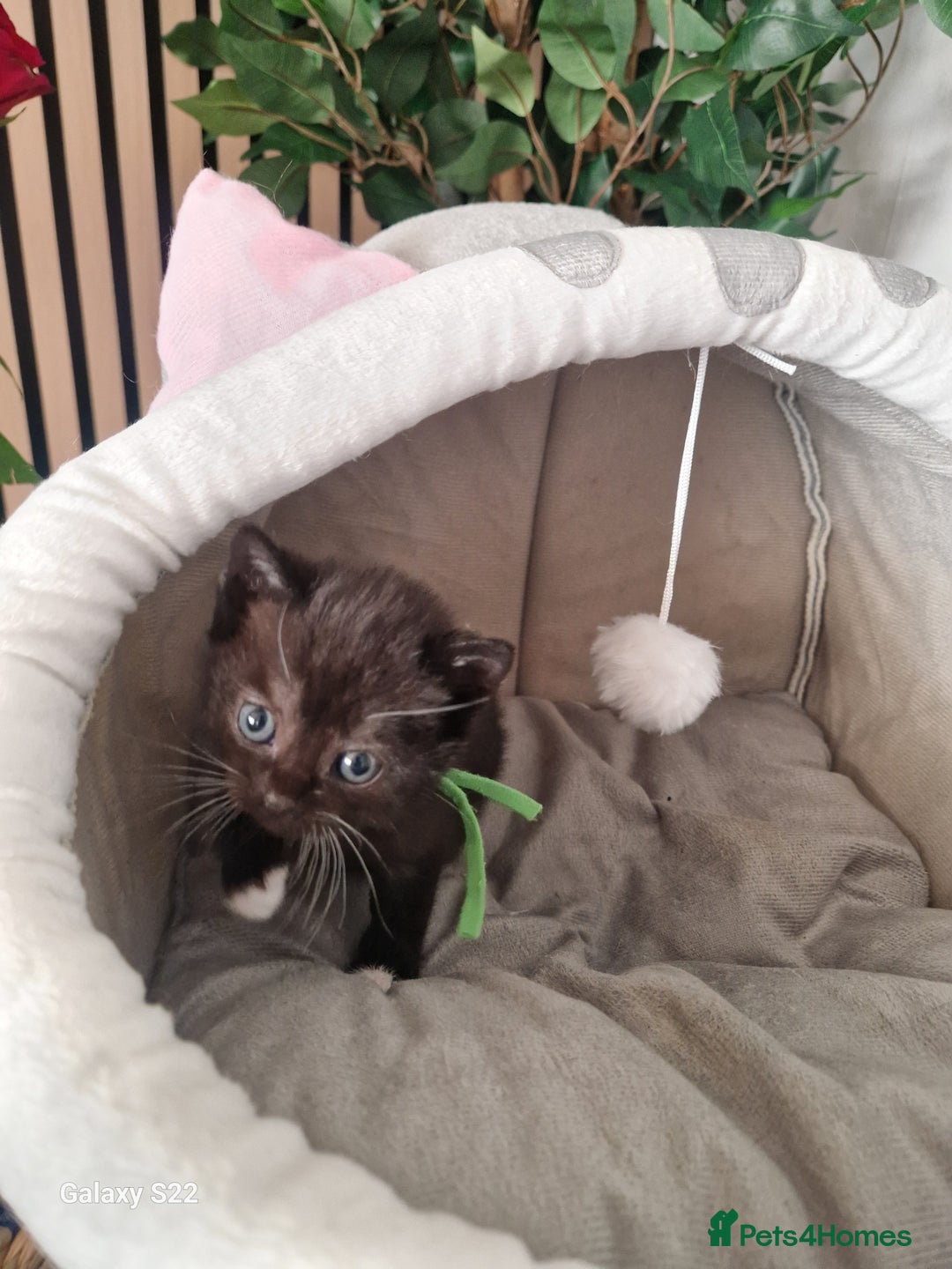 Scottish Fold cats for sale: Scotish fold/straight kittens  - Advert 4