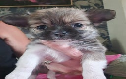 Chihuahua dogs for sale: Tricoloured Long Coat Chihuahua - Image 1